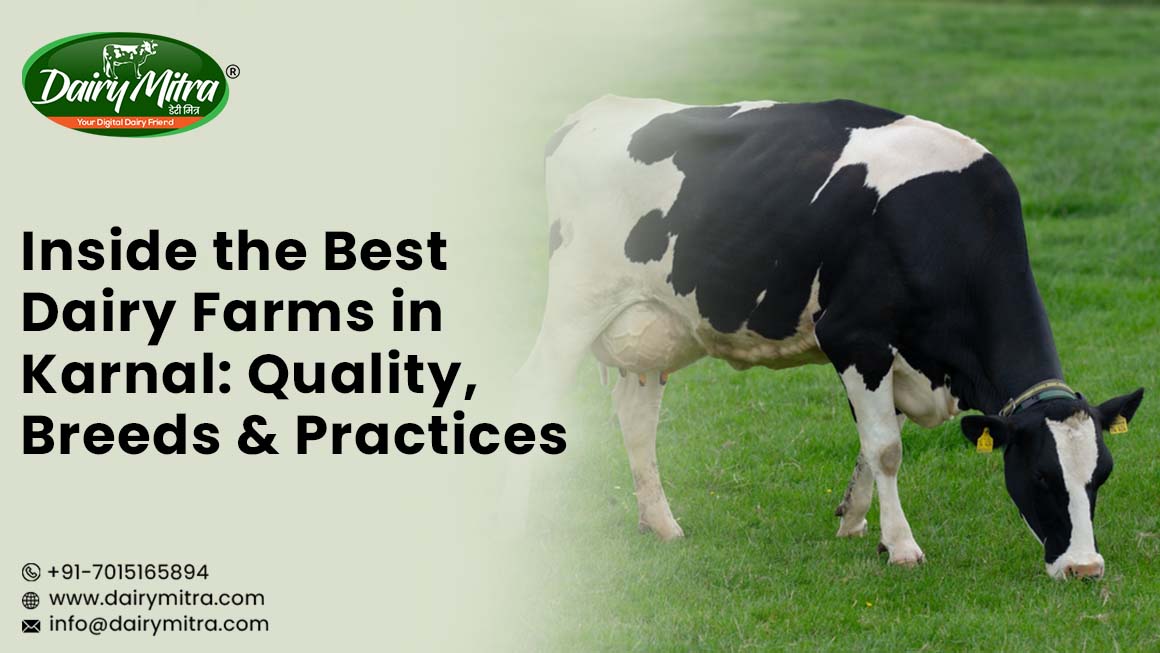 Best Dairy Farms in Karnal